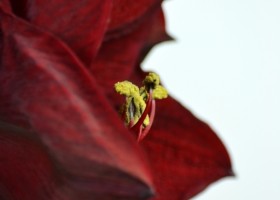 hippeastrum Benfica (3)